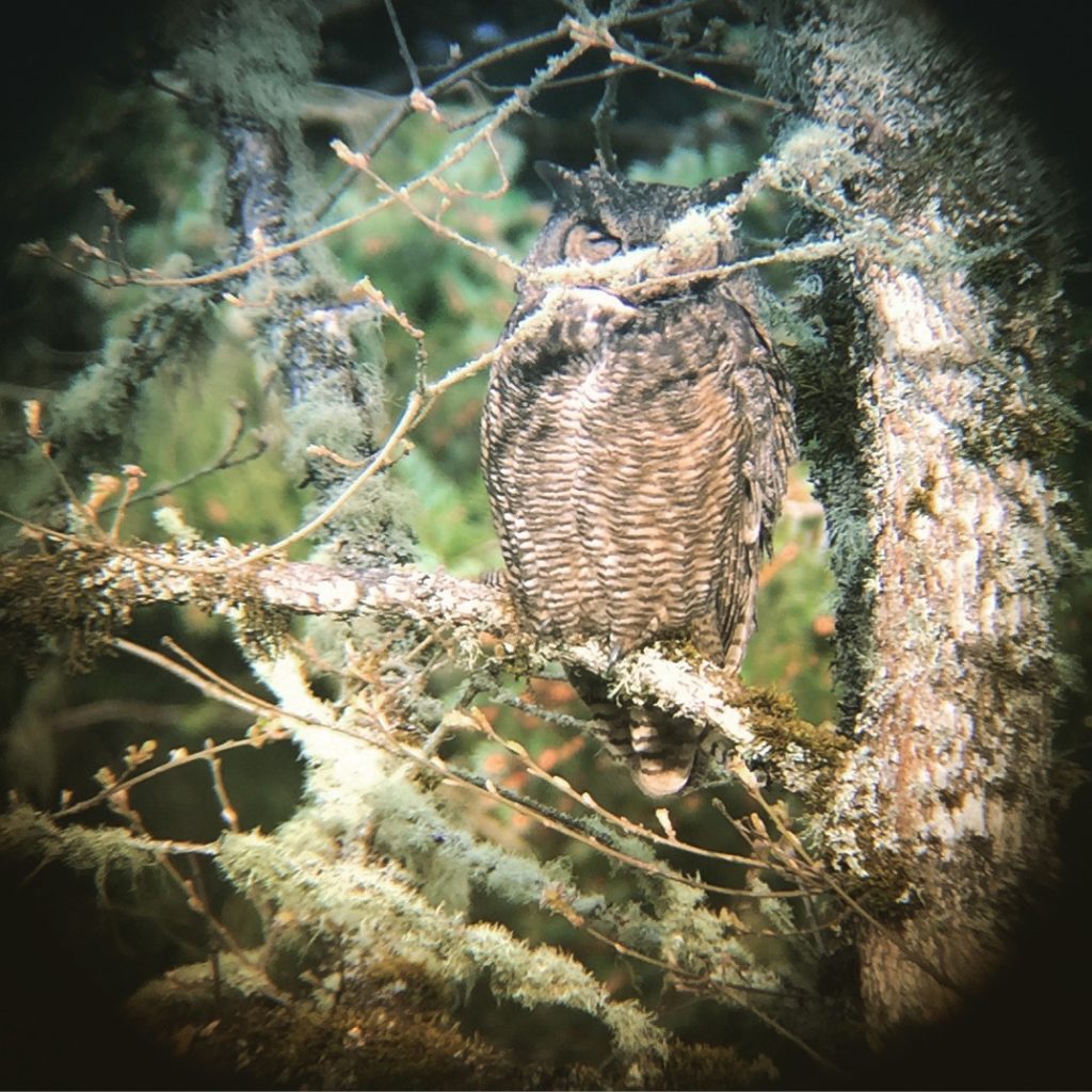 Cooper Mountain Great Horned Owl