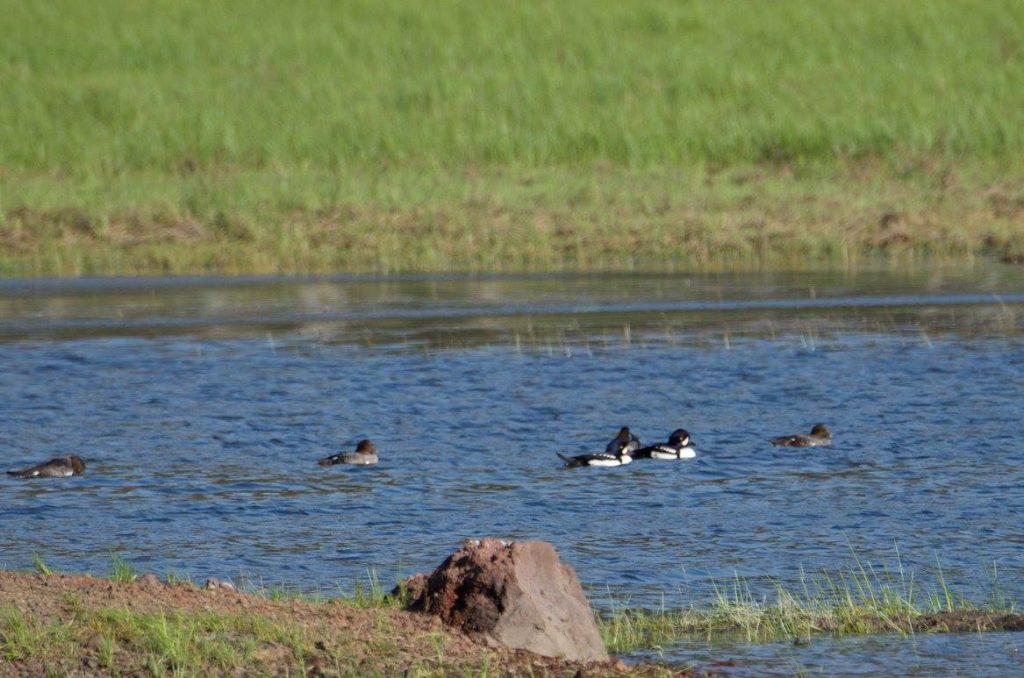 Lucky ducks. Barrow's Goldeneye.