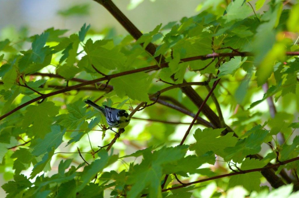 This gorgeous view of a warbler...