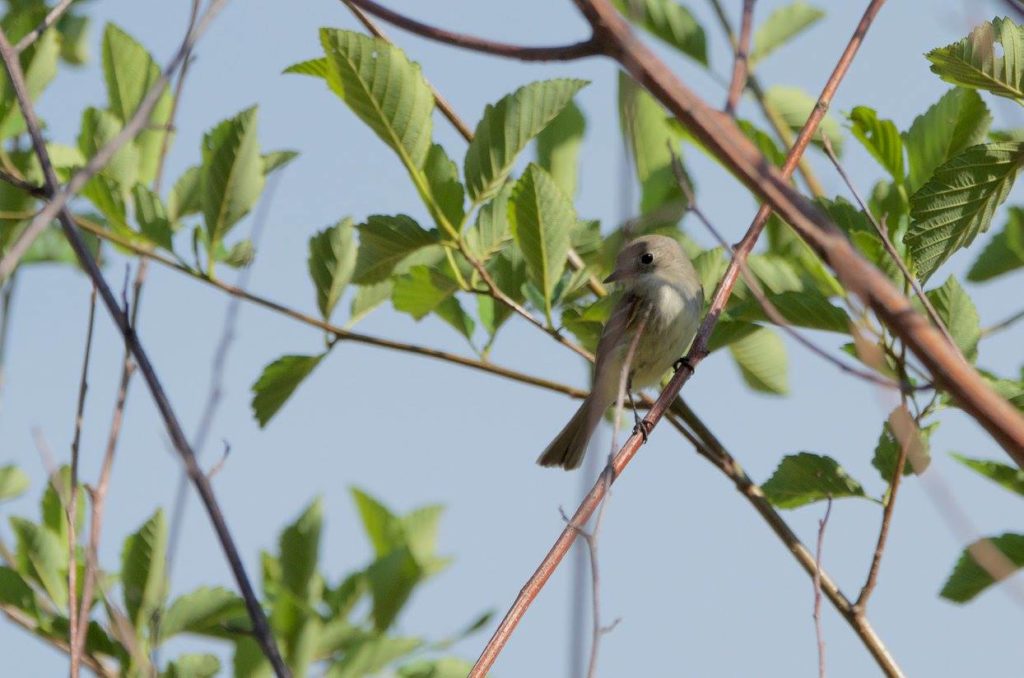 The Dusky Flycatcher at Detroit Flats