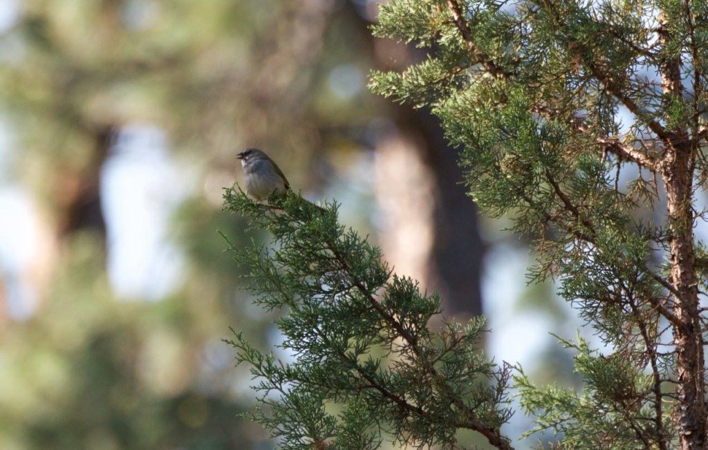 greentailedtowhee